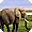 Elephants Free Screensaver
