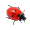 Ladybug on Desktop Screensaver