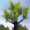 Magic Tree 3D Screensaver